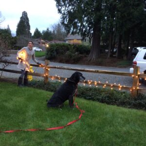 Kara wrapping the fence with Jack supervising.